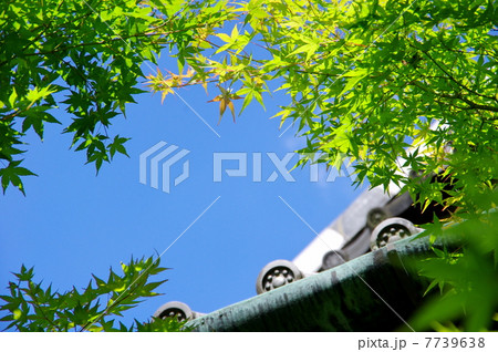 青空ともみじ 青空ともみじ 7739638