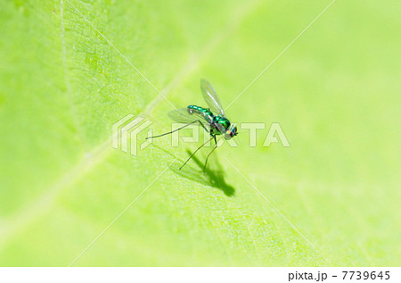 足長銀蝿 7739645