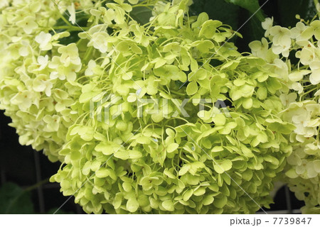 黄緑色花 19 黄緑色花 19 7739847