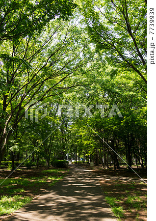 自由広場の入口　木のトンネル　神代植物公園近く 7739939