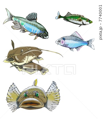 淡水魚 野生 川の魚 川魚のイラスト素材
