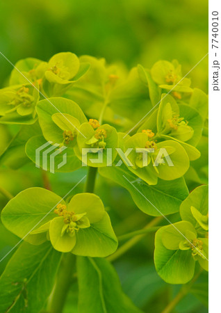 ノウルシ 7740010