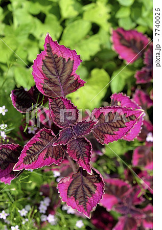 コリウス コリウス 7740026