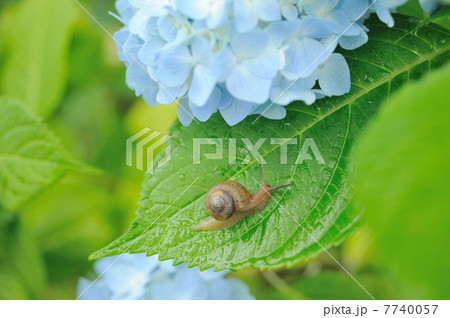 カタツムリとアジサイ カタツムリとアジサイ 7740057