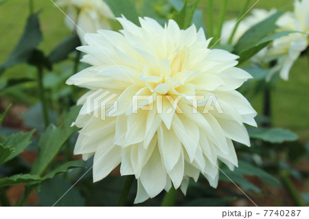 ダリア 7740287