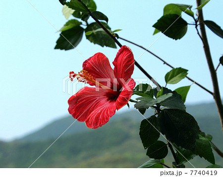 ベインテッドレディー 7740419