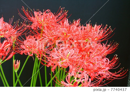 火焔のような鮮紅色の彼岸花 火焔のような鮮紅色の彼岸花 7740437