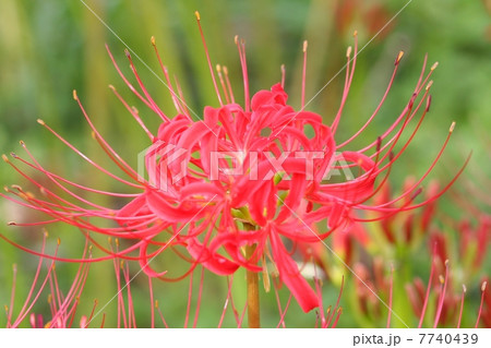 彼岸花のアップ 彼岸花のアップ 7740439