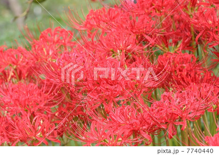 満開のヒガンバナ 満開のヒガンバナ 7740440