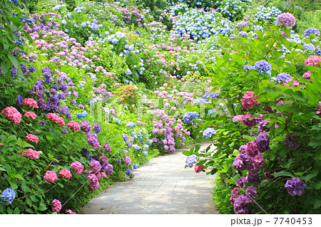 下田公園 紫陽花の頃の写真素材