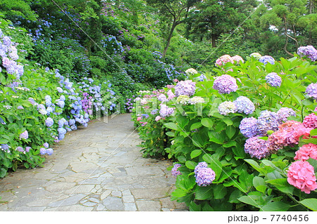 下田公園　紫陽花の頃 7740456