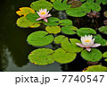 Water lilies on a pond 7740547