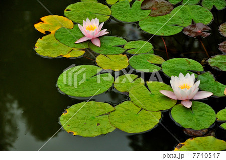 Water lilies on a pond Water lilies on a pond 7740547