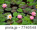 Water lilies on a pond 7740548