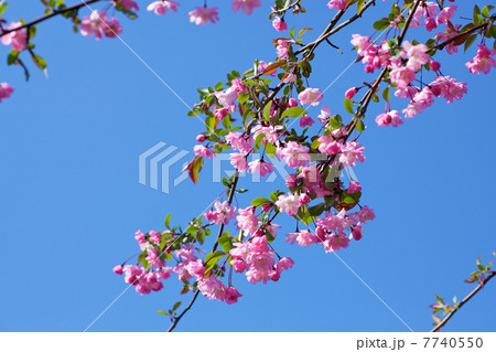 満開の寒緋桜 7740550