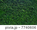 Green garden hedge 7740606