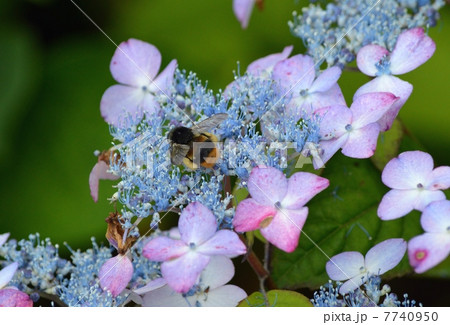蜂と紫陽花 7740950