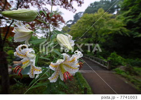 雨の中のユリ 雨の中のユリ 7741003