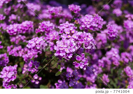 コバノランタナ 7741004