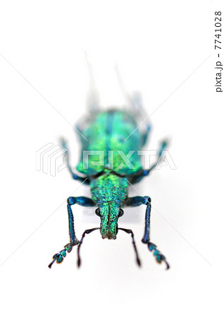 宝石ゾウムシ 宝石ゾウムシ 7741028