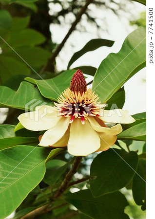 初夏の樹花 雌蕊が赤いホオノキの花 縦位置の写真素材