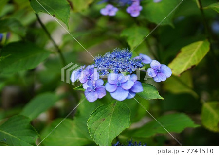 紫陽花の花 7741510