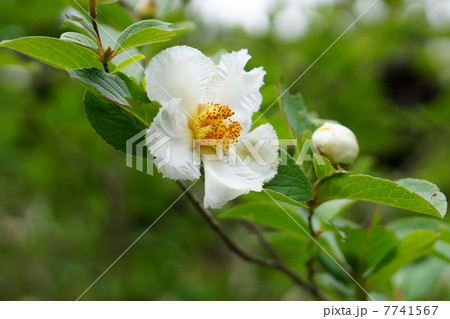 沙羅双樹の花 沙羅双樹の花 7741567