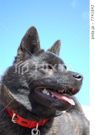 快晴だ♪ 7741642