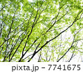 芽吹きのケヤキ 7741675