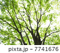 芽吹きのケヤキ 7741676