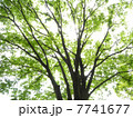 芽吹きのケヤキ 7741677