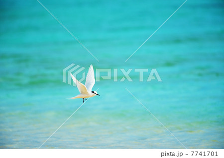 エリグロアジサシ-Sterna sumatrana 7741701