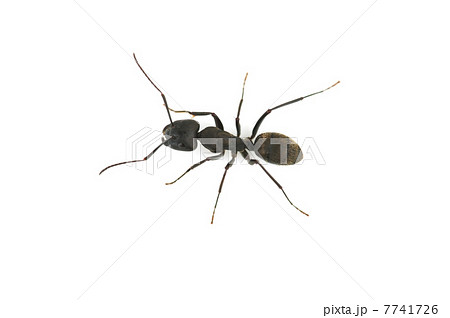 クロオオアリ-Camponotus japonicus クロオオアリ-Camponotus japonicus 7741726