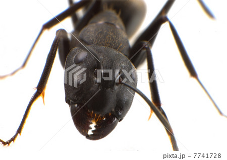 クロオオアリ-Camponotus japonicus 7741728