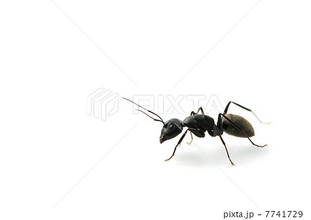 クロオオアリ-Camponotus japonicus クロオオアリ-Camponotus japonicus 7741729