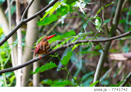 リュウキュウアカショウビン-Halcyon coromanda bangsi 7741742