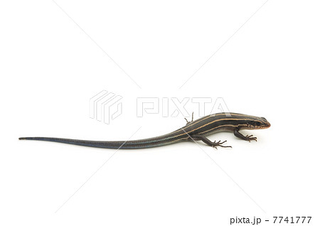 ニホントカゲの仲間-Plestiodon sp. 7741777