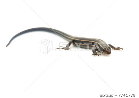 ニホントカゲの仲間-Plestiodon sp. 7741779