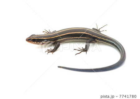 ニホントカゲの仲間-Plestiodon sp. 7741780