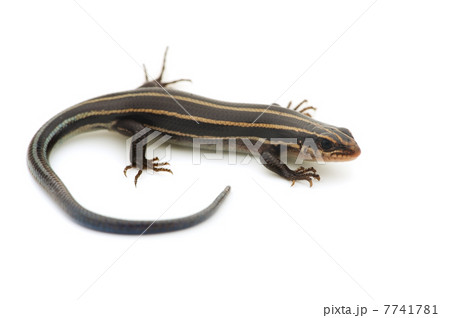 ニホントカゲの仲間-Plestiodon sp. 7741781