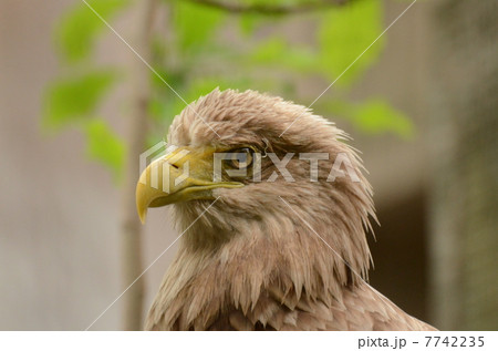 オジロワシ2 7742235