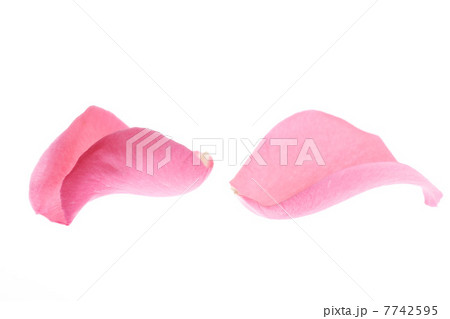 薔薇の花びら 薔薇の花びら 7742595