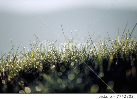 朝露 朝露 7742802