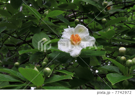 ナツツバキ 7742972