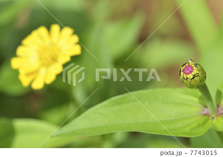 百日草のツボミ 7743015