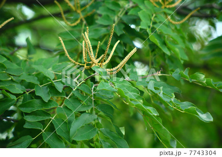 エンジュの花 7743304