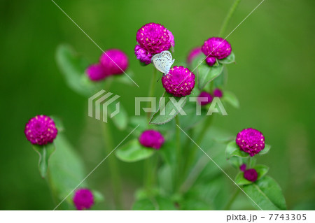 センニチコウとシジミチョウ 7743305