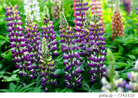 紫色のルピナス 7743310