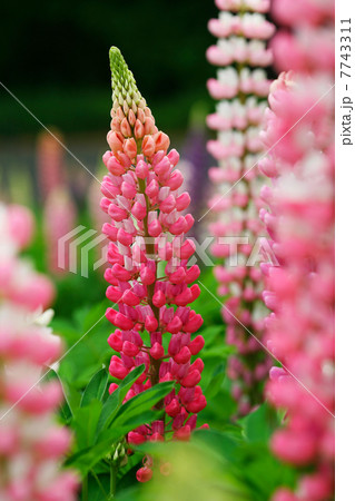 赤いルピナス 7743311