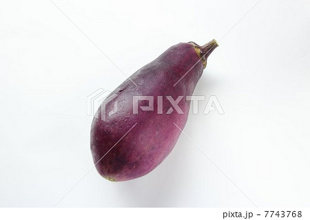 ヒゴムラサキ 7743768